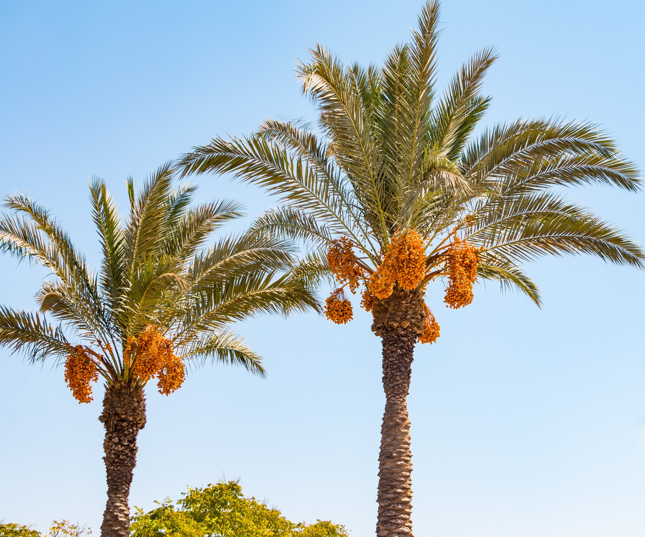 Date palm trees