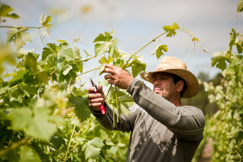 Vineyard Worker