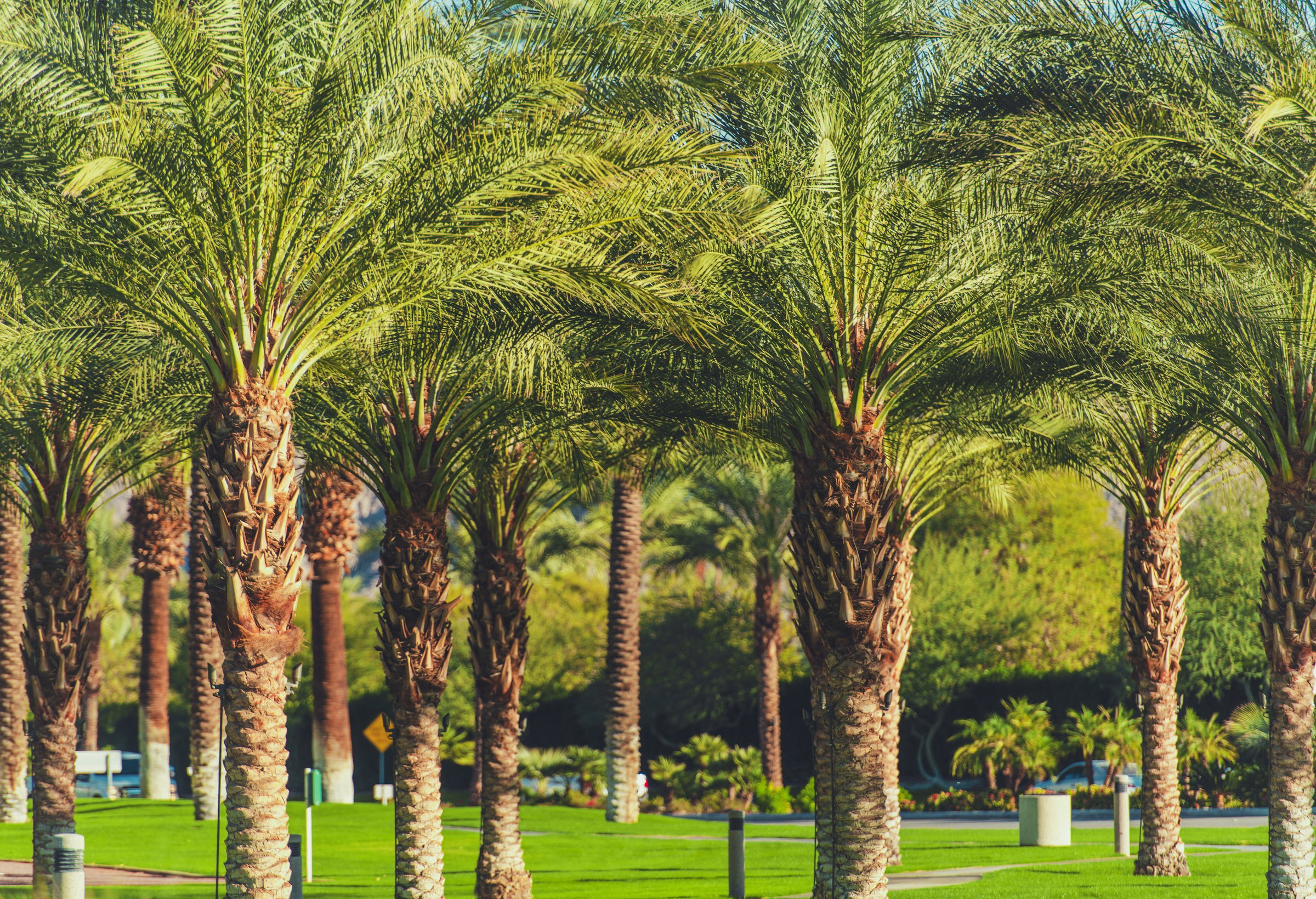 Indian Wells Coachella Valley Palms