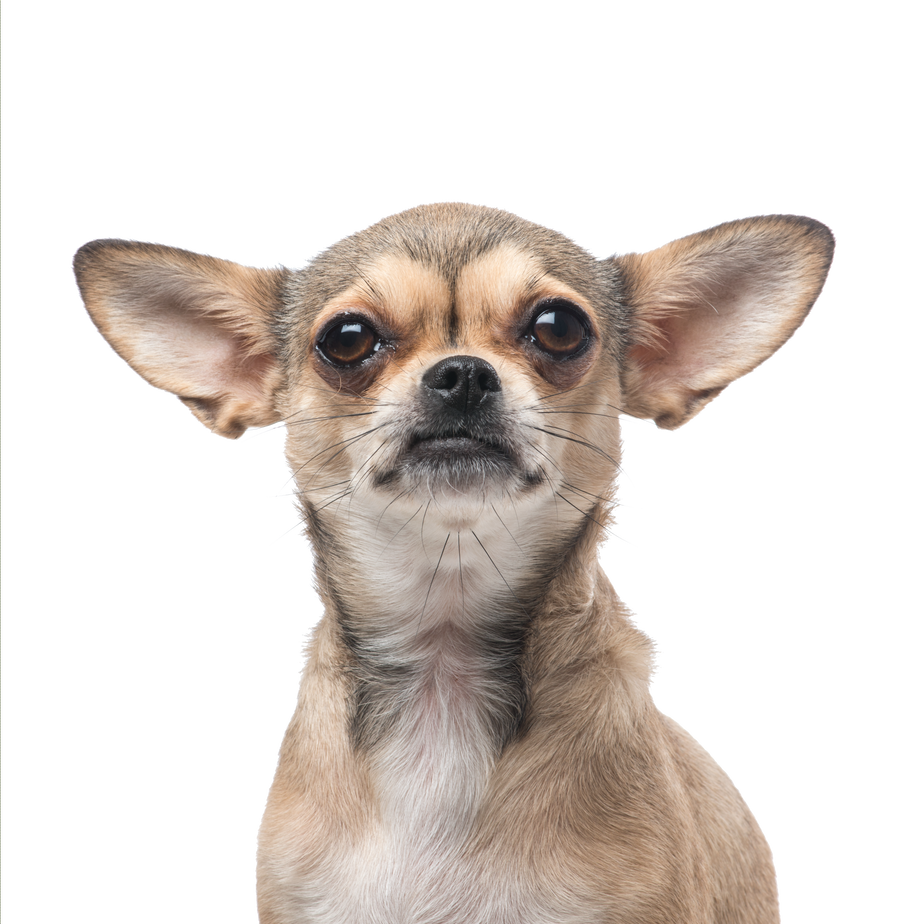 Chihuahua Portrait at a White Background